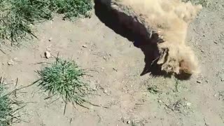 White dog rolling around in dirt