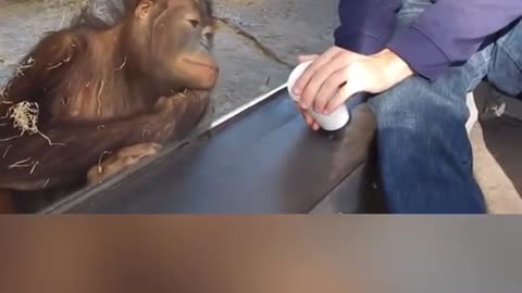 Monkey Business