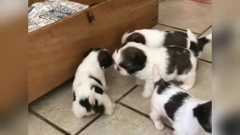 cute puppies Newborns 😍