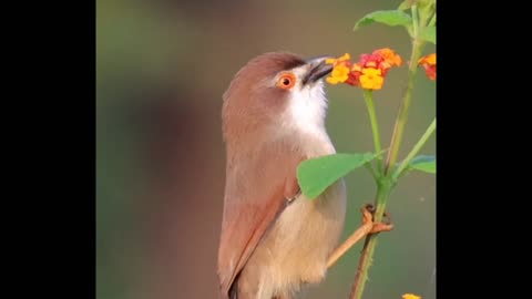 beautiful bird 😍🐦