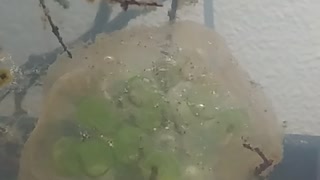 PNW Salamander Eggs with Tree Frog Tadpoles!