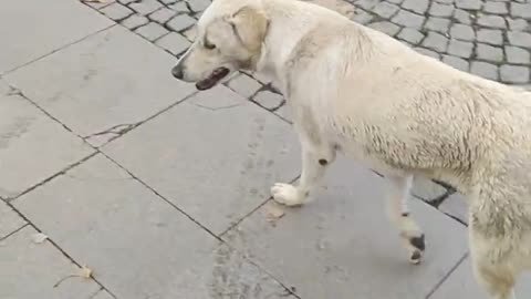 poor street dog in istanbul