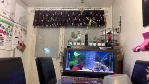 Cute and clean aquarium