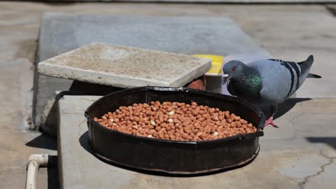 Birds frequent this simple peanut feeder