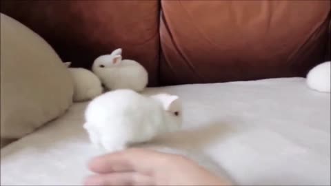 Cute Baby Bunny Playing on the sofa