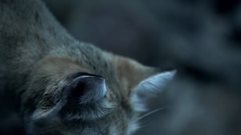 Sand Cat-The King of the Desert