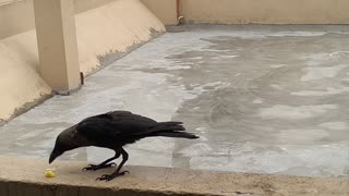 Feeding a Friendly Crow