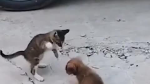 Cat Vs Dog Fight/funny dog vs cat short video