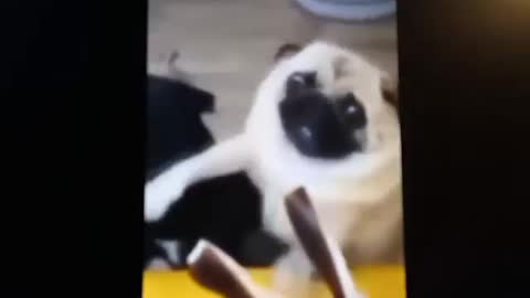 Dogs fighting for treats