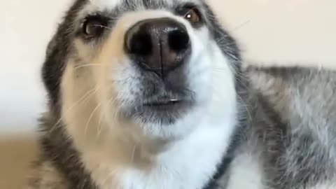 dog saying l love you | Husky talking