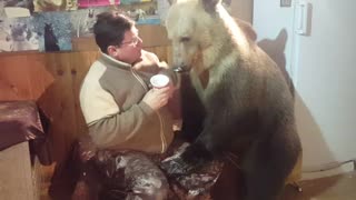 Bear Cleans Ice Cream from Mans Face