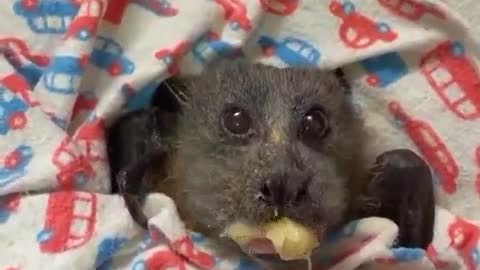 🔴BAT YOUNG/RESCUED/ VIDEO 2021🎬🔴a young bat was rescued