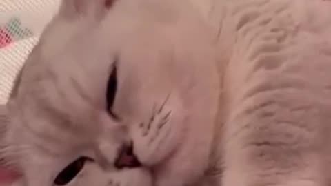 Cat loveing her baby