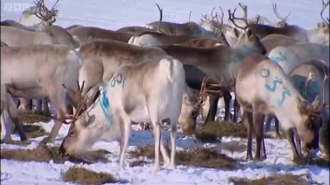 Reindeer Farmers in Lapland | Johnny Goes to Lapland | BBC Earth