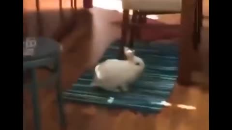 Funny rabbit