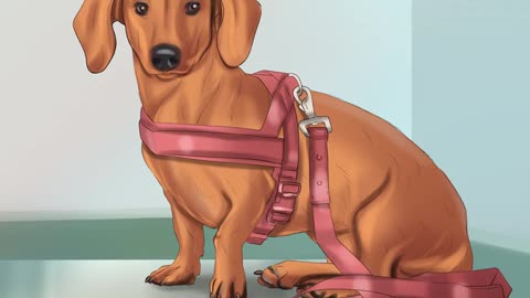 Caring For Your Dachshund