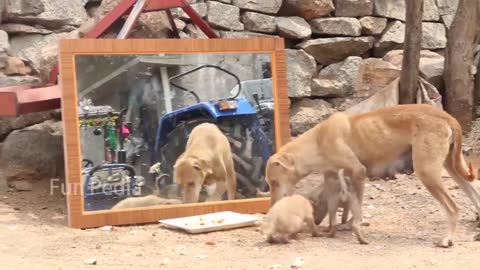 Dog funny video mirror