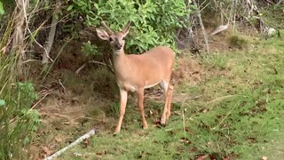 Adult Key Deer