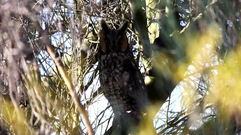 Long-eared Owl