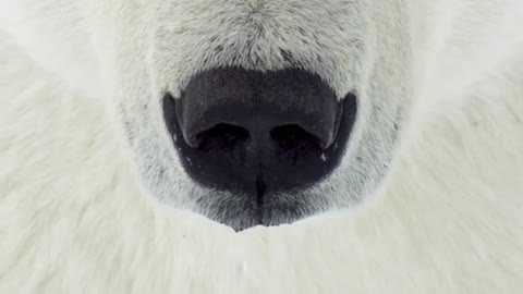 A drip falls from the nose of a male polar bear