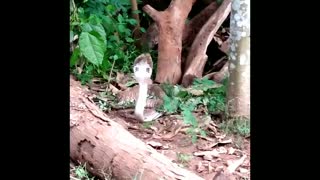 6 feet long Asian cobra