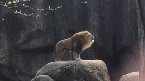 Epic_Lion_Roar_at_Lincoln_Park_Zoo (1080p)