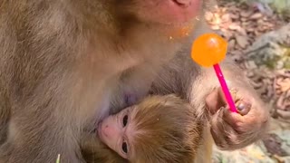 Mother monkey holding a baby and eating a lollipop