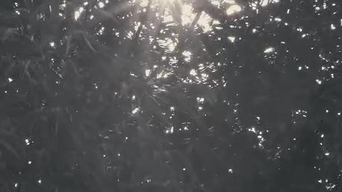 Sunlight through the branches of a tree
