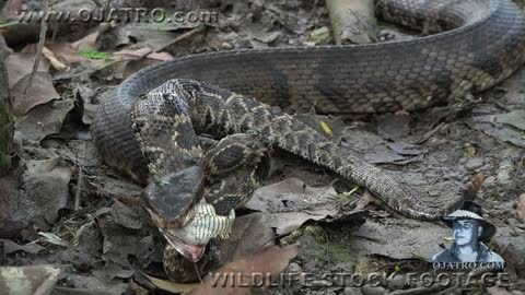 snake vs. snake. Cottonmouth vs Rattlesnake. Who can fight?