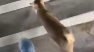 Kitty trying to get a pet