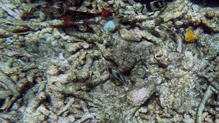 Banded Butterflyfish