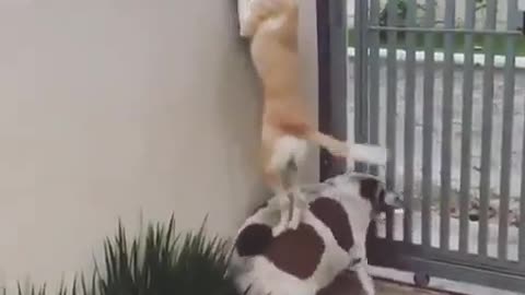 A dog eager to climb out to play.