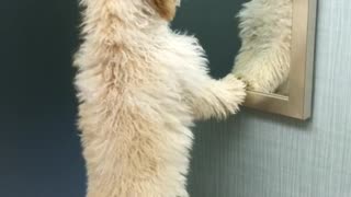 Blonde dog stares at self in mirror