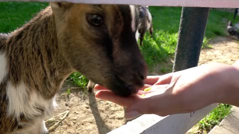 a girl feeds a goat