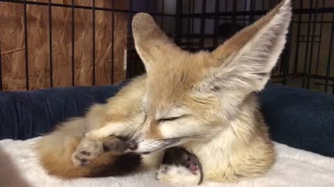 Fennec fox mom preciously watches over newborn kits