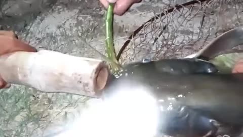 World Unique Fish 🐠 100 Millions Dollar Fish Eating Milke in Fider