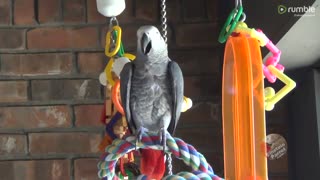 talking-parrot-asks-squirrel-to-speak-with-him-downstreamer