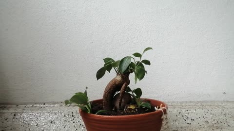 Ginseng Ficus second pruning