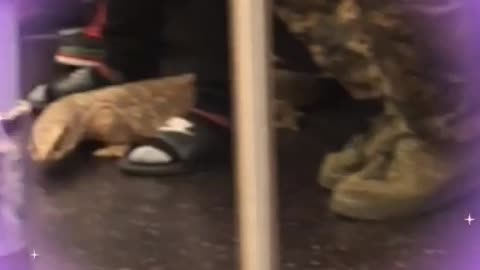 Iguana on train next to container of money