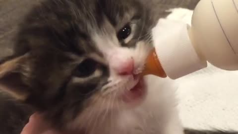 Baby kitten drinking her bottle