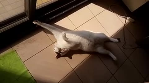 a cute cat enjoys the sun and rolling