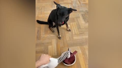 Funny Dog Reaction to Cutting Cake P1 Super Dog