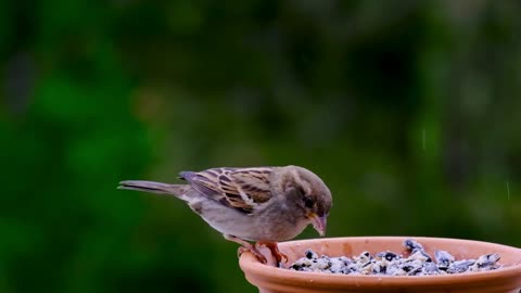 A bird eats food with its beak because it is hungry