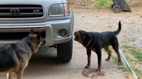 Aggressive one year old rottweiler challenges alpha German Shepherd | Dog bark fight