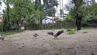 Rajhans Ducks