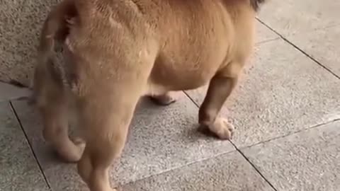 😂Funny video dog 😂