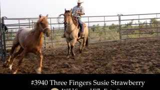 3940 Three Fingers Susie Strawberry - 2019 Wild Spayed Filly Futurity