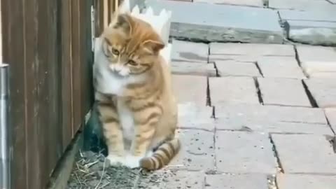 cute orange cat play with rooster