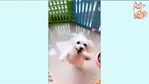 Funniest 🐶 Dogs dance - Try Not To Laugh 🤣 - Funny Pet Animals