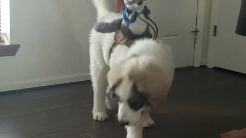 Puppy's cowboy squirrel costume is just what you need in your life